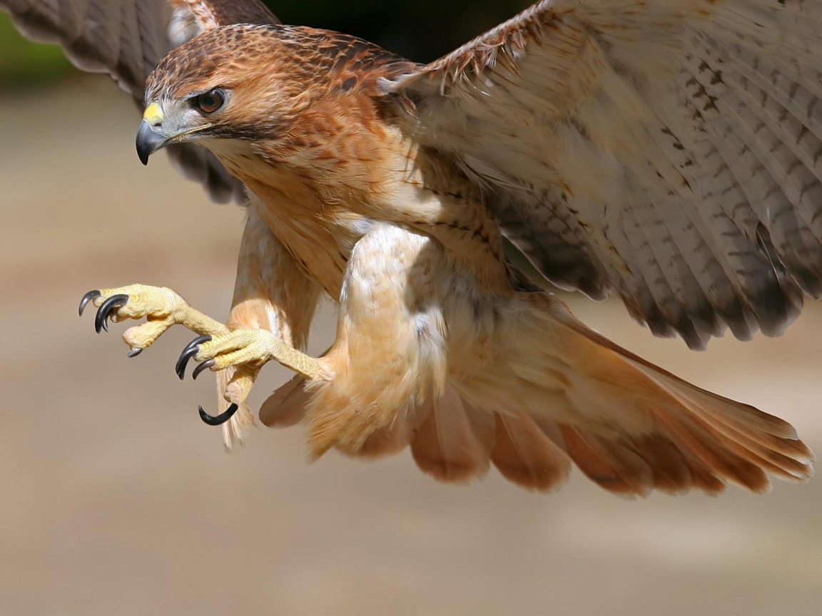 El vuelo de los halcones y gavilanes | elsecretodelospajaros